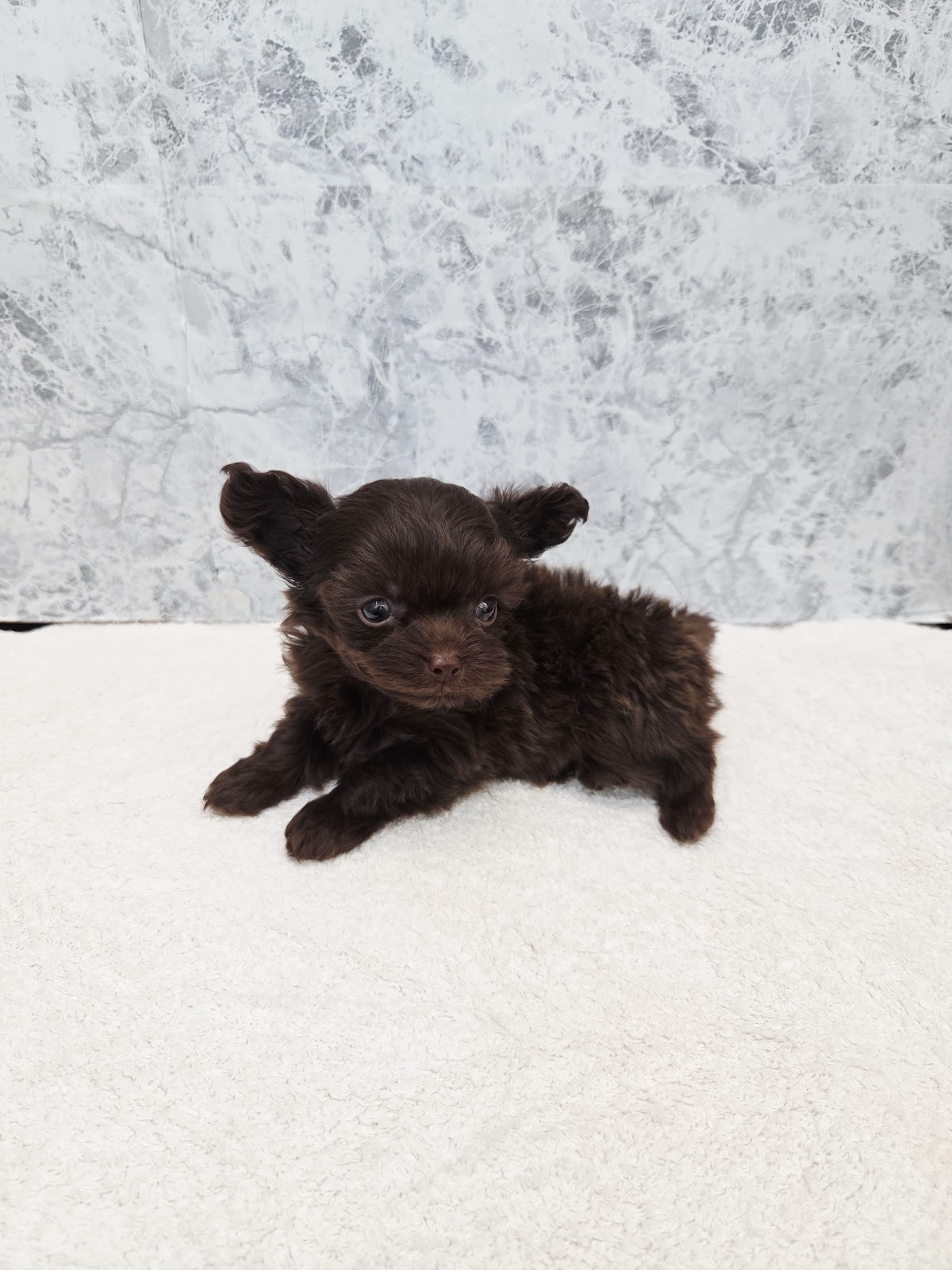 トイプードル×チワワの写真3