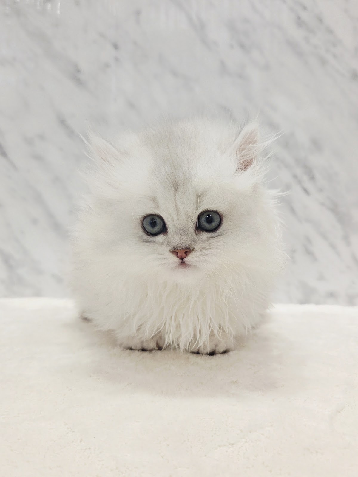 ミヌエットの写真