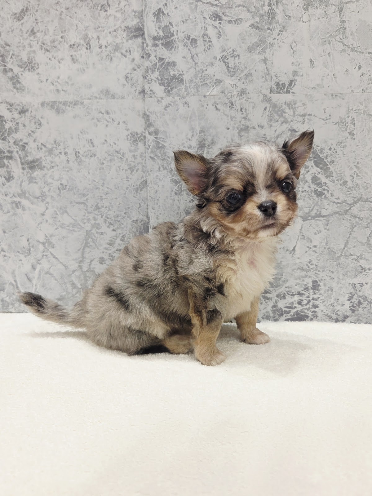 ロングコートチワワの写真3