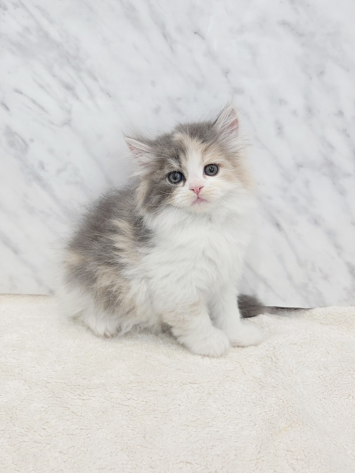 サイベリアンの写真3