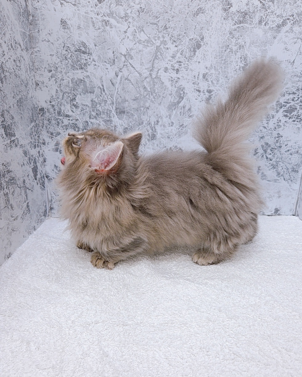 マンチカンの写真2