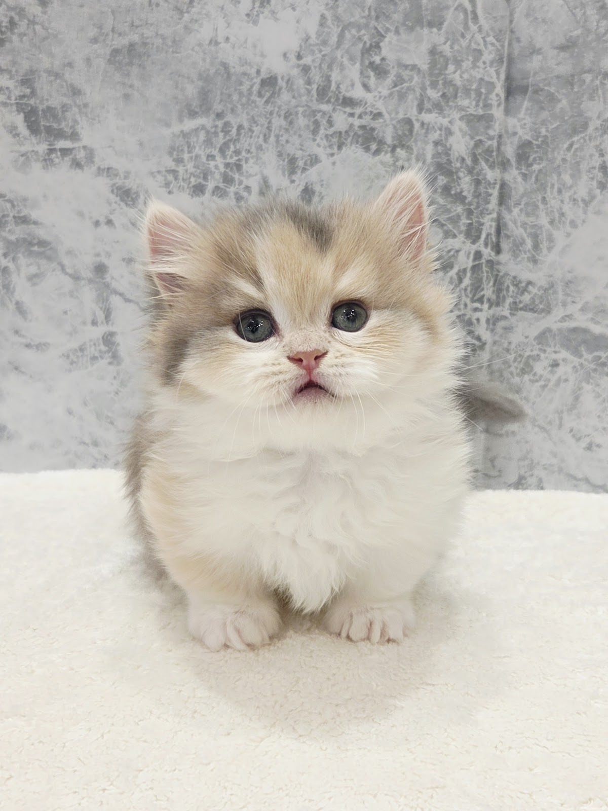 ミヌエットの写真