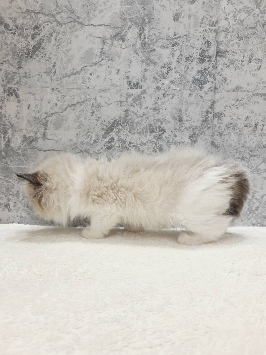 ラグドールの写真2