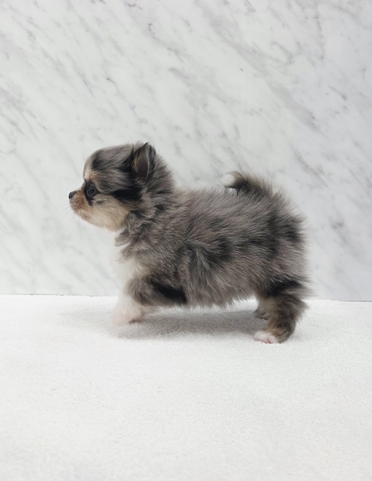 チワワ×ポメラニアンの写真2