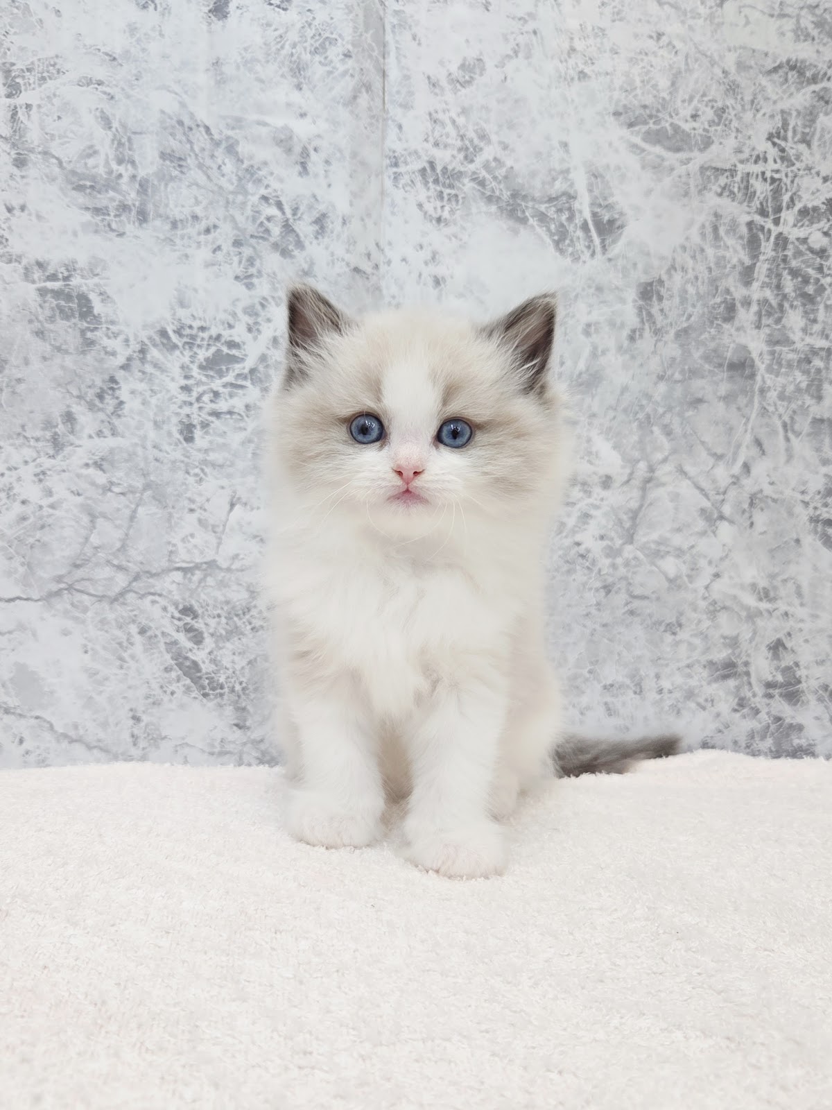 ラグドールの写真