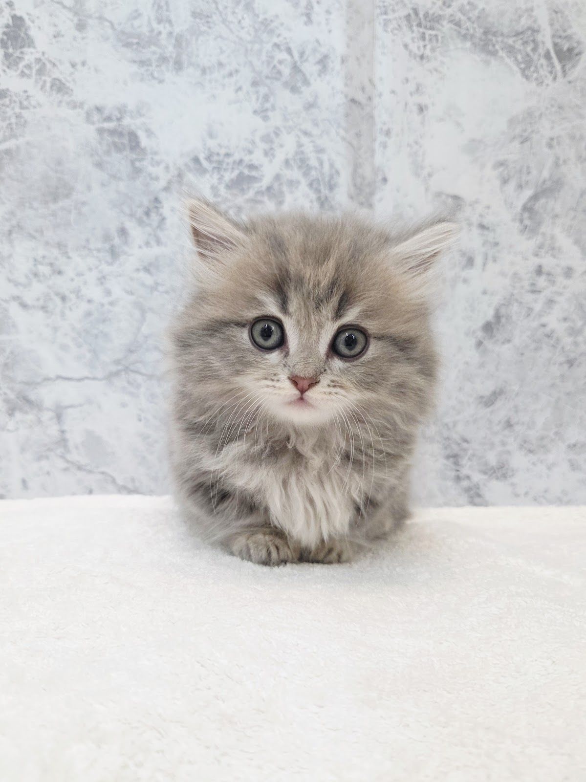 ミヌエットの写真