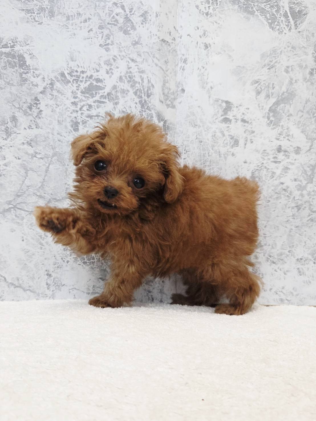 ロイヤルティーカッププードルの写真3