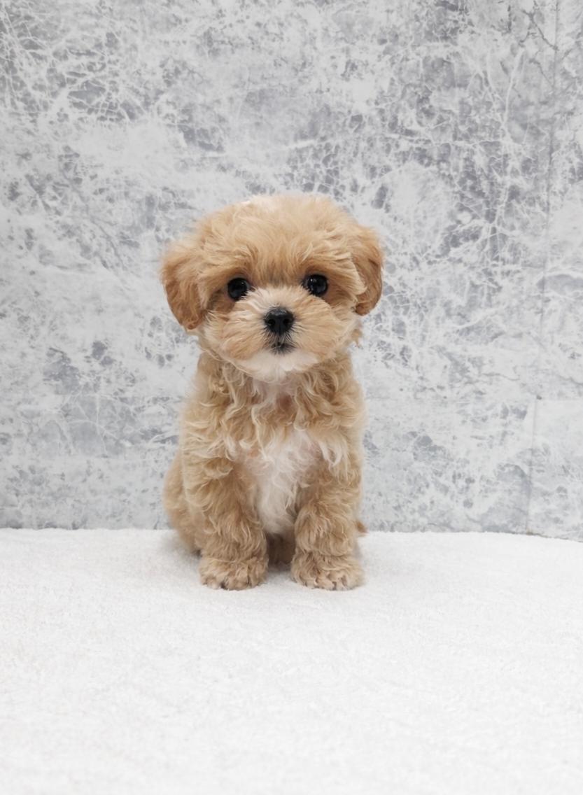 トイプードル×マルチーズの写真