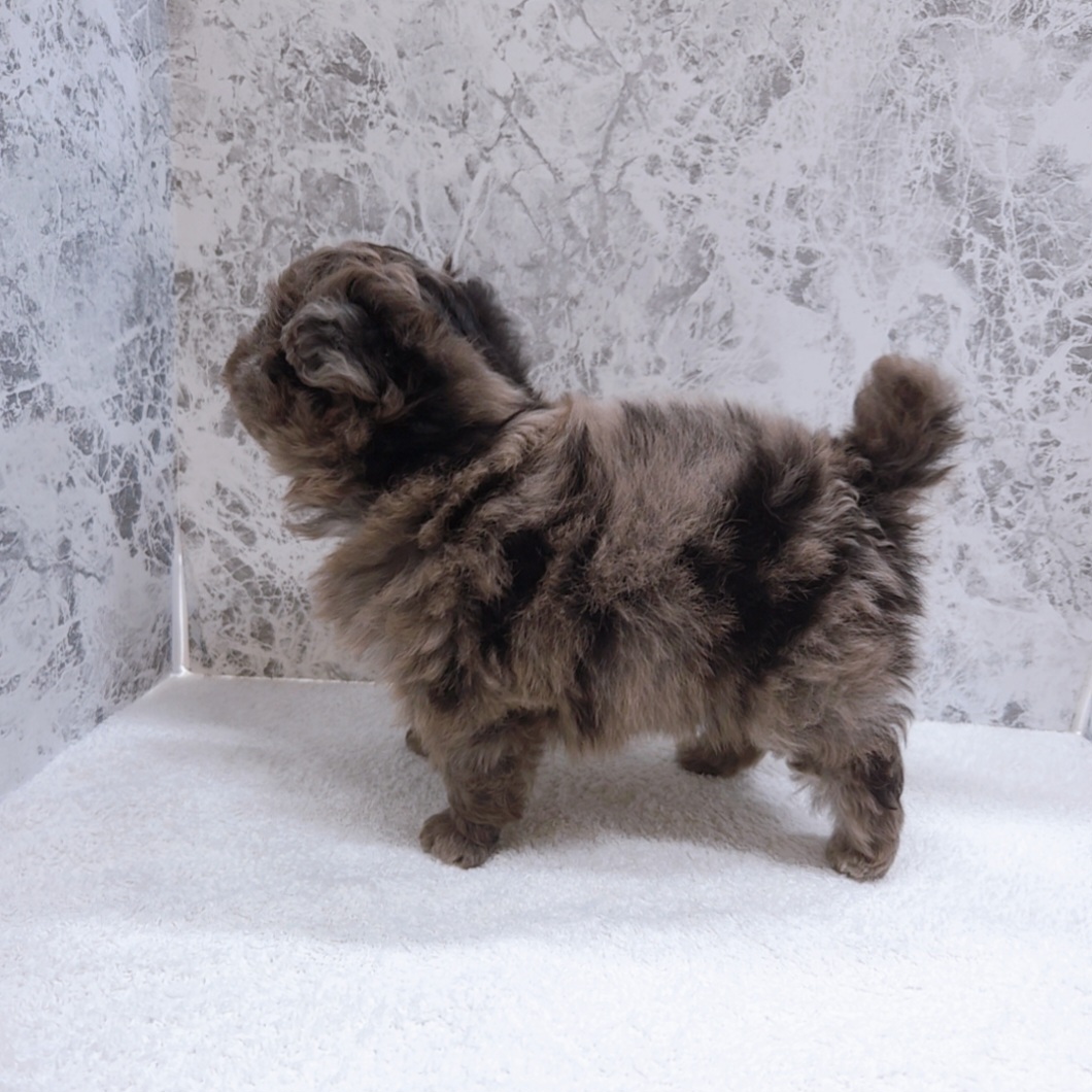 トイプードル×ポメラニアンの写真2