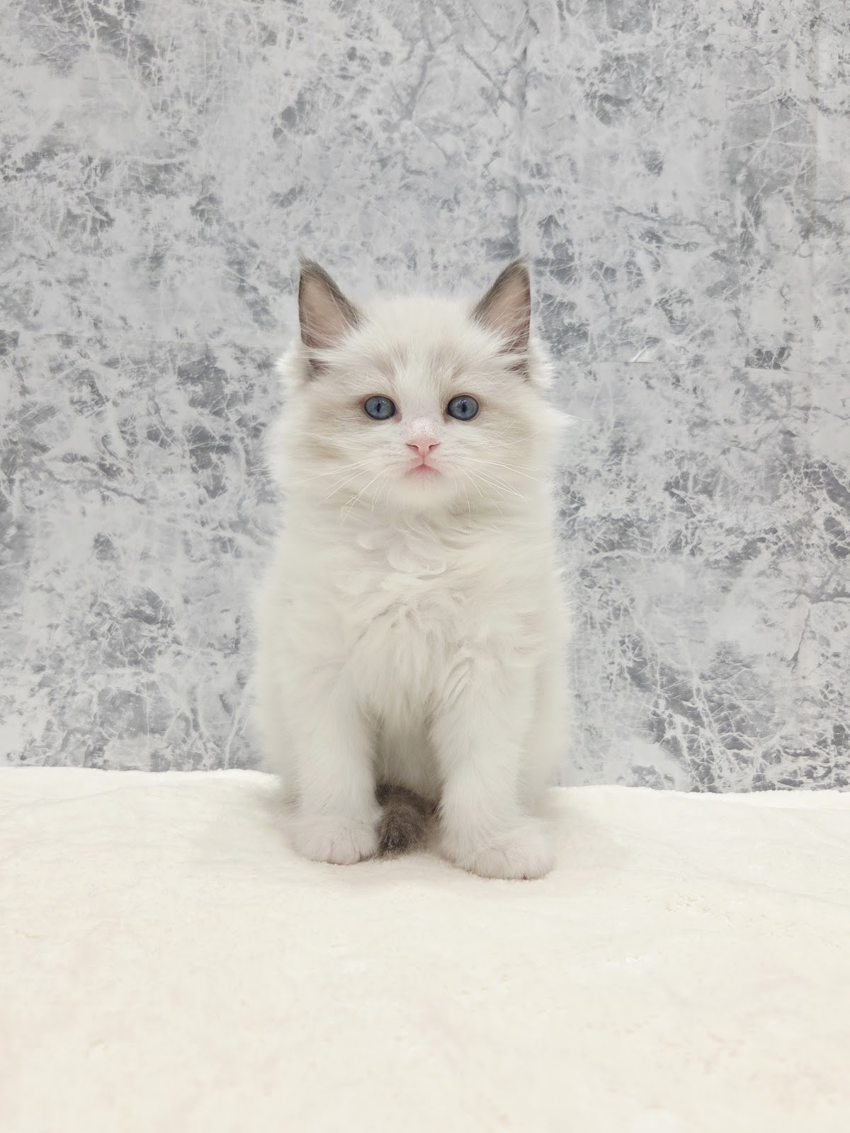 ラグドールの写真