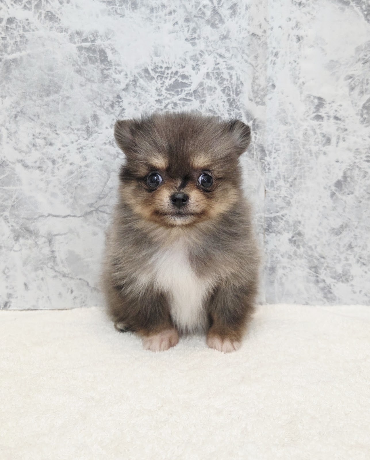 チワワ×ポメラニアンの写真