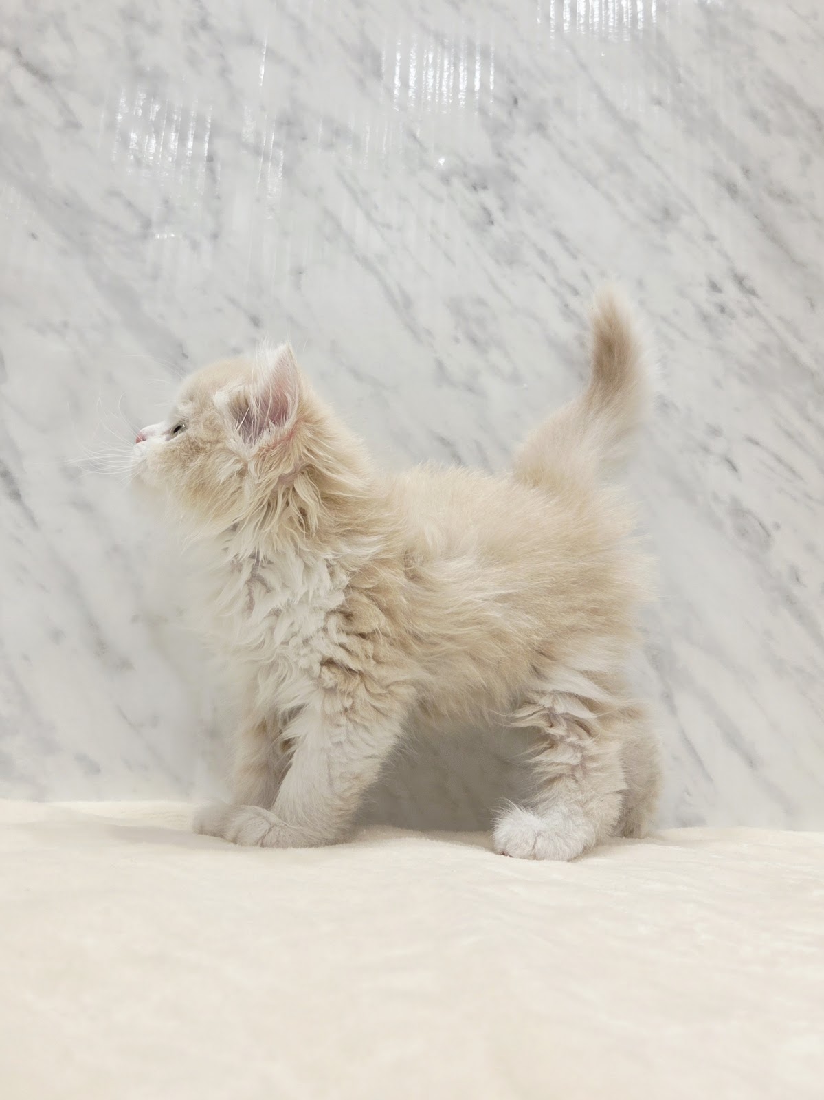 サイベリアンの写真2