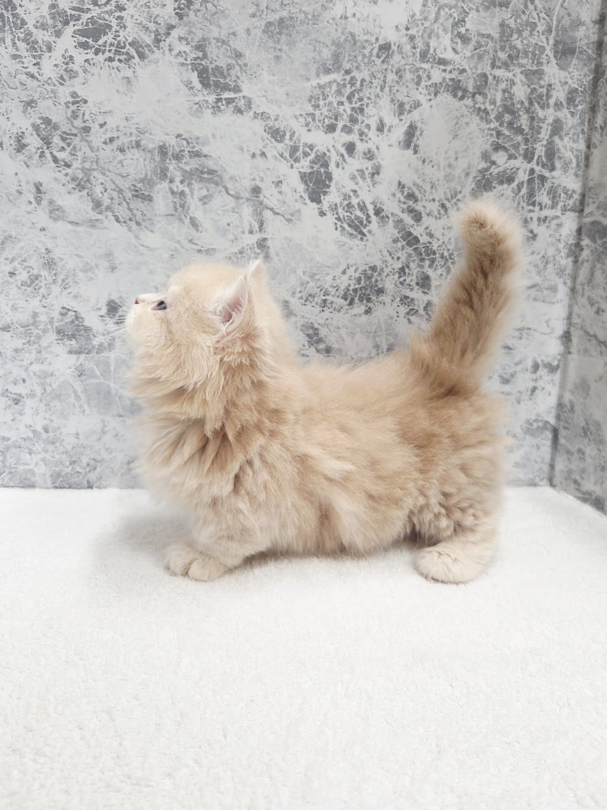 ミヌエットの写真2