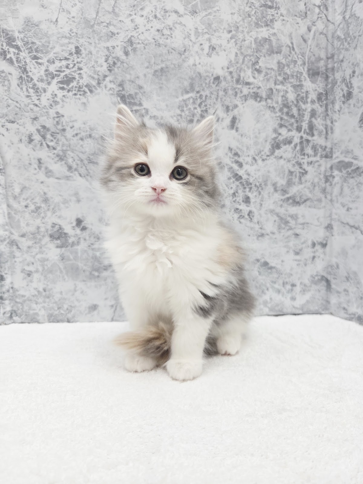 サイベリアンの写真3