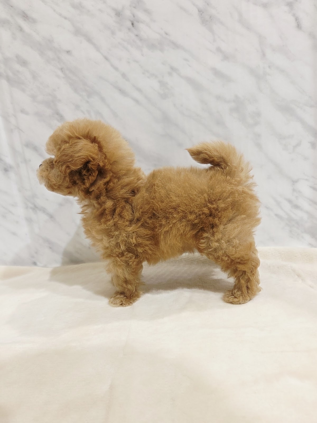 トイプードル×マルチーズの写真2