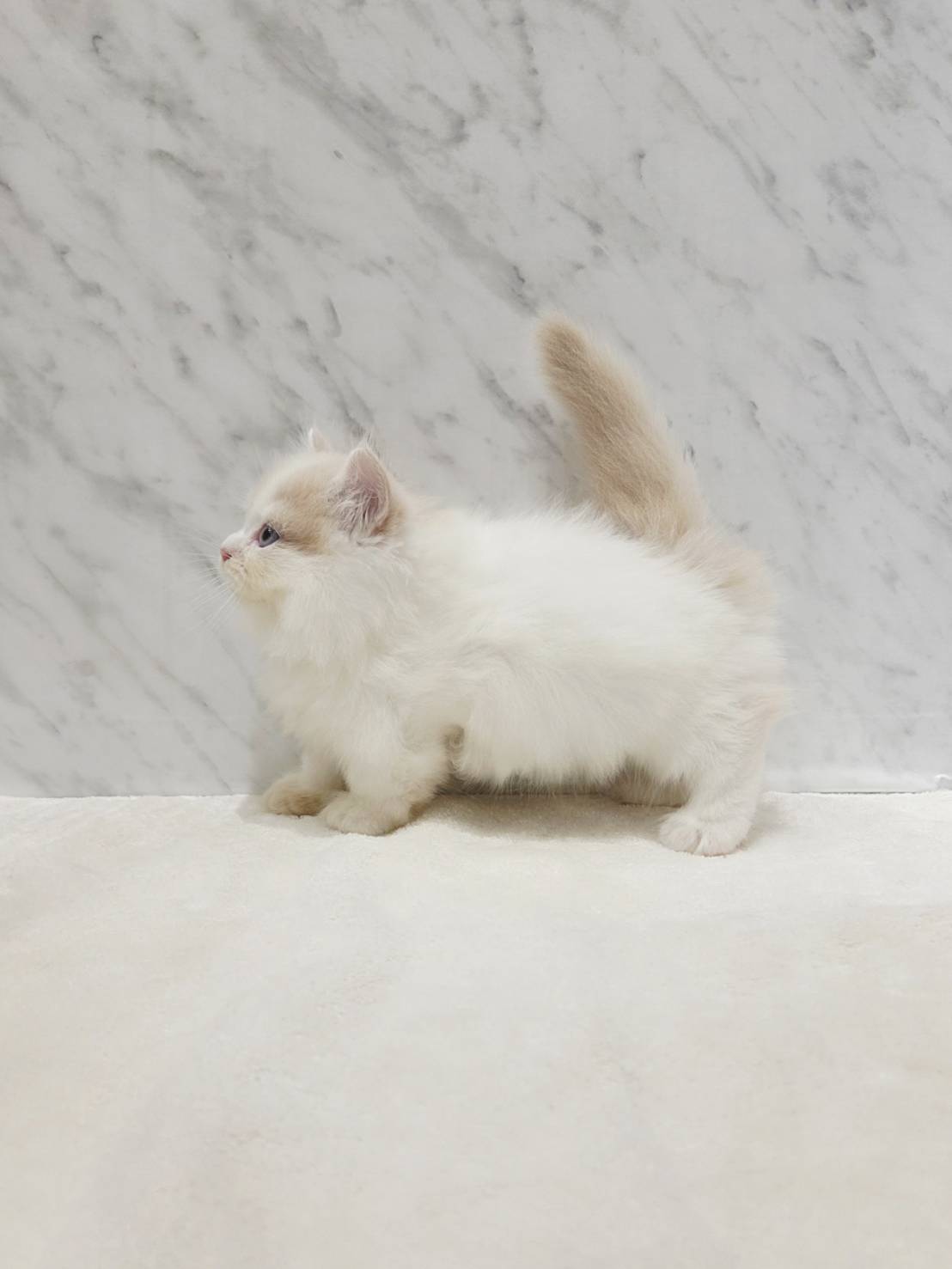 ミヌエットの写真2