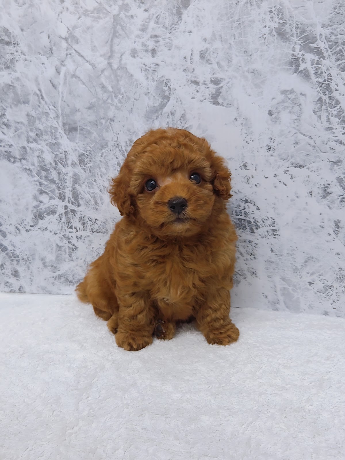 タイニープードルの写真3