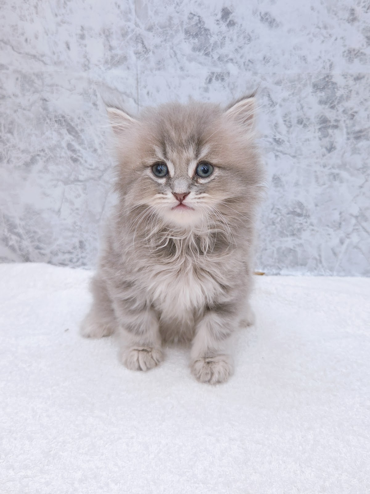 ラガマフィンの写真