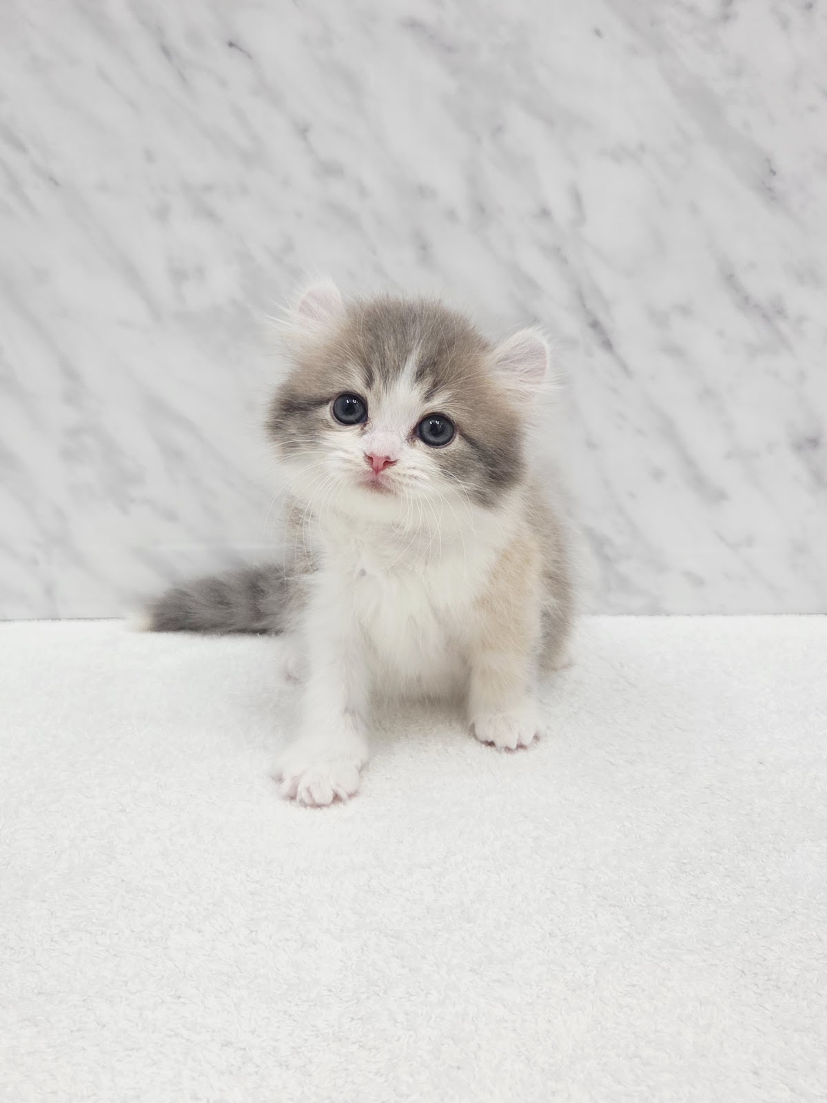 アメリカンカールの写真3