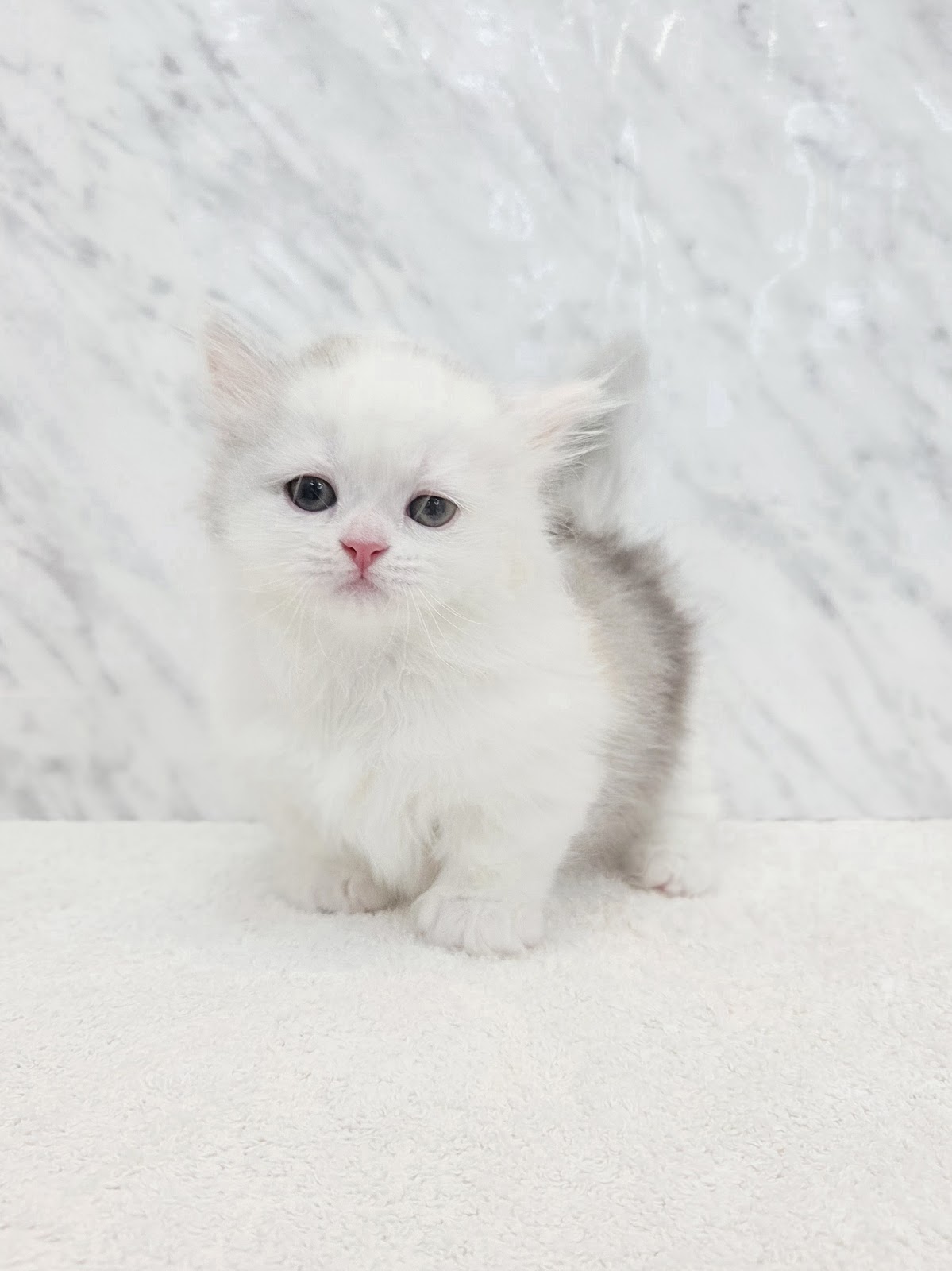 ミヌエットの写真3