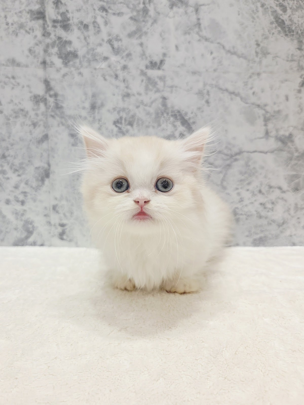 ミヌエットの写真