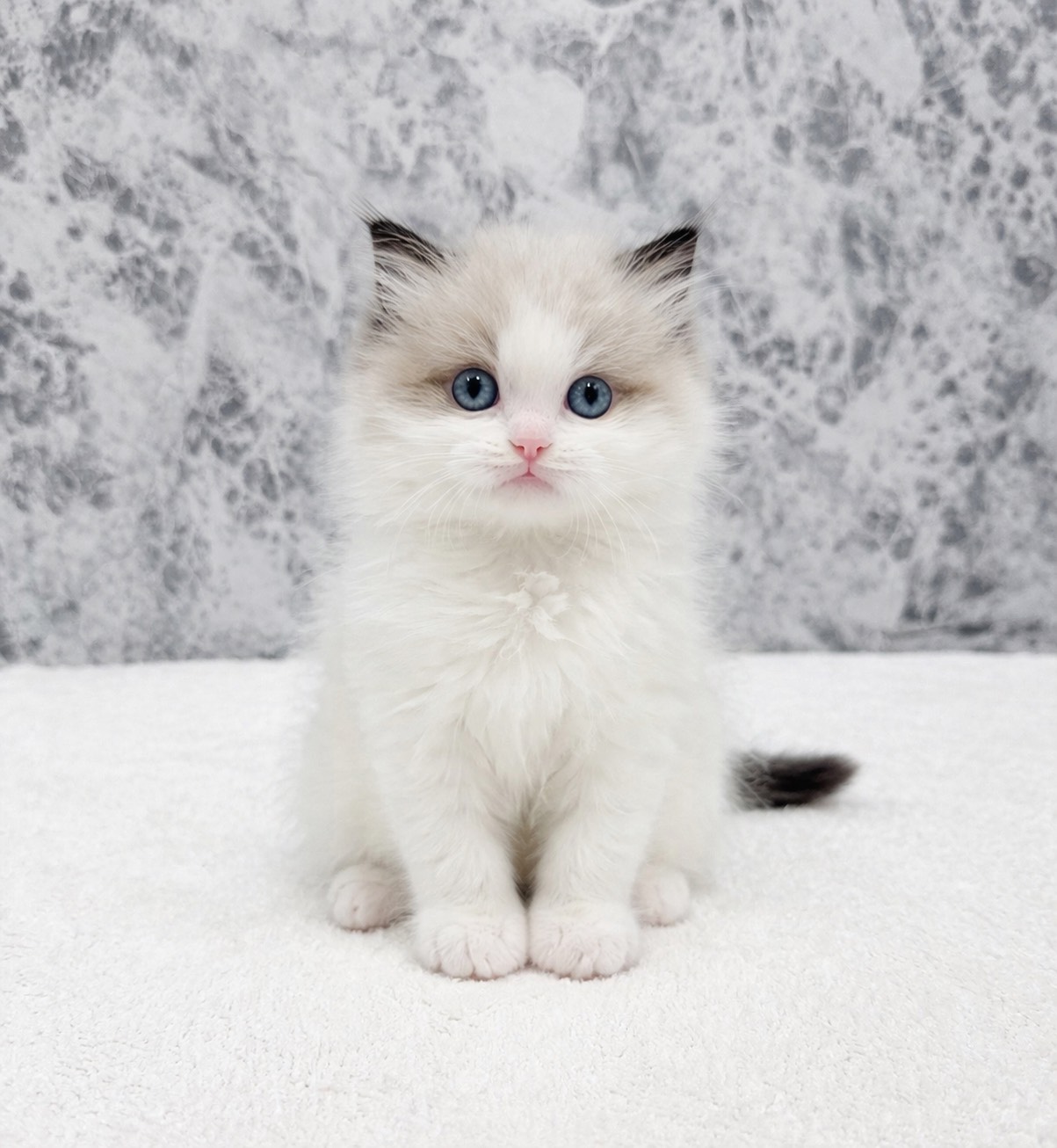 ラグドールの写真