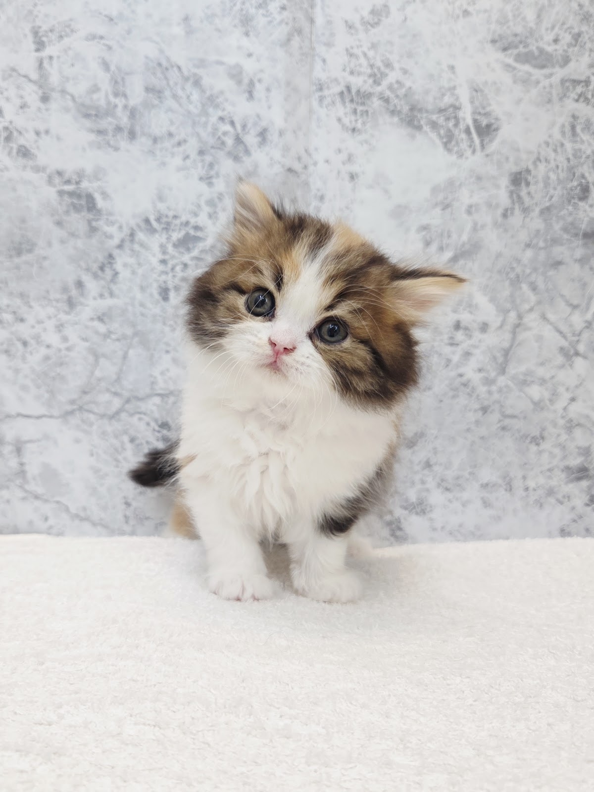 ラガマフィンの写真3