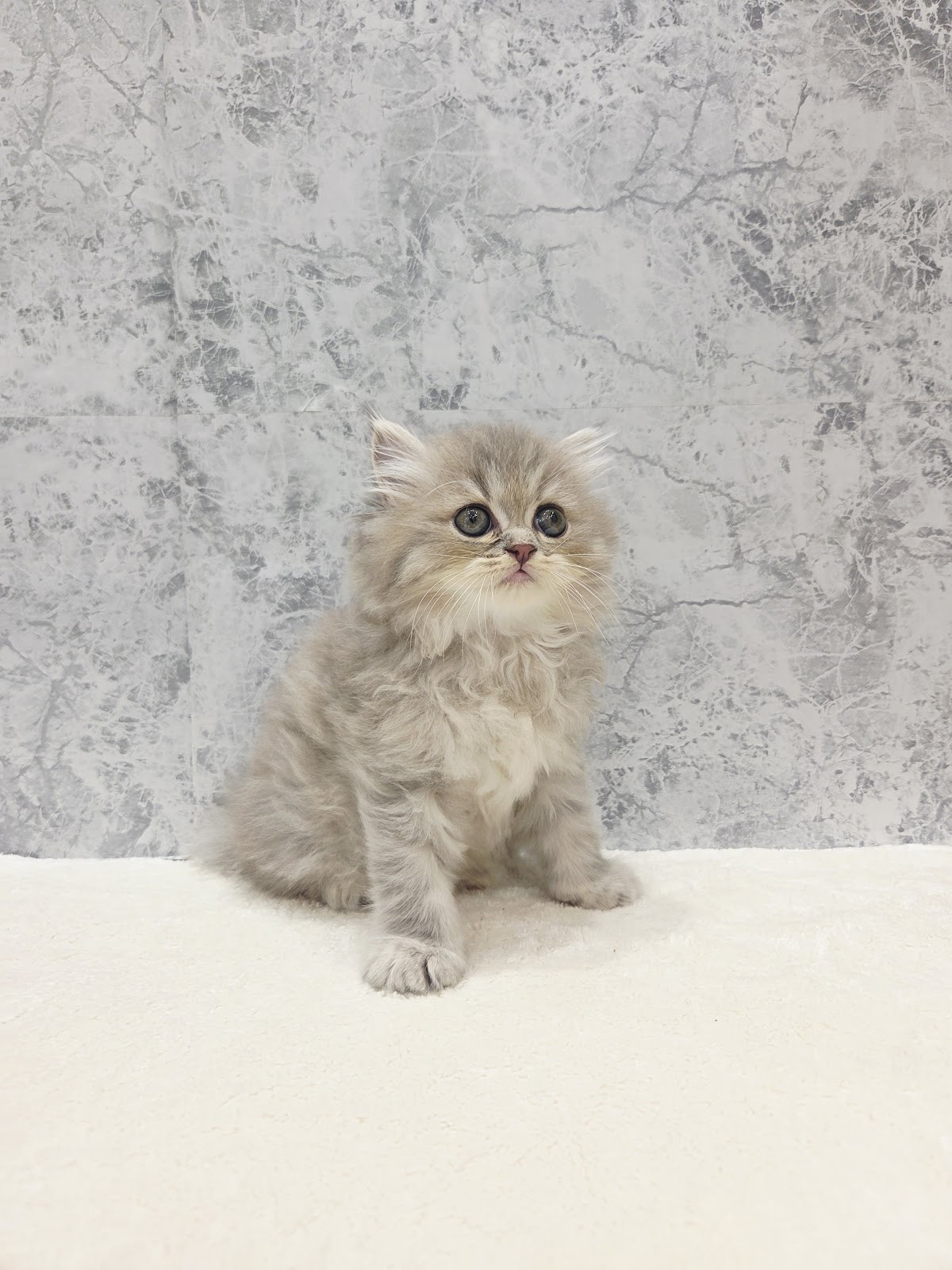 ラガマフィンの写真3