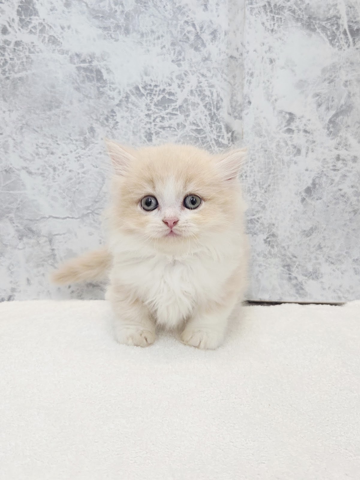 ミヌエットの写真