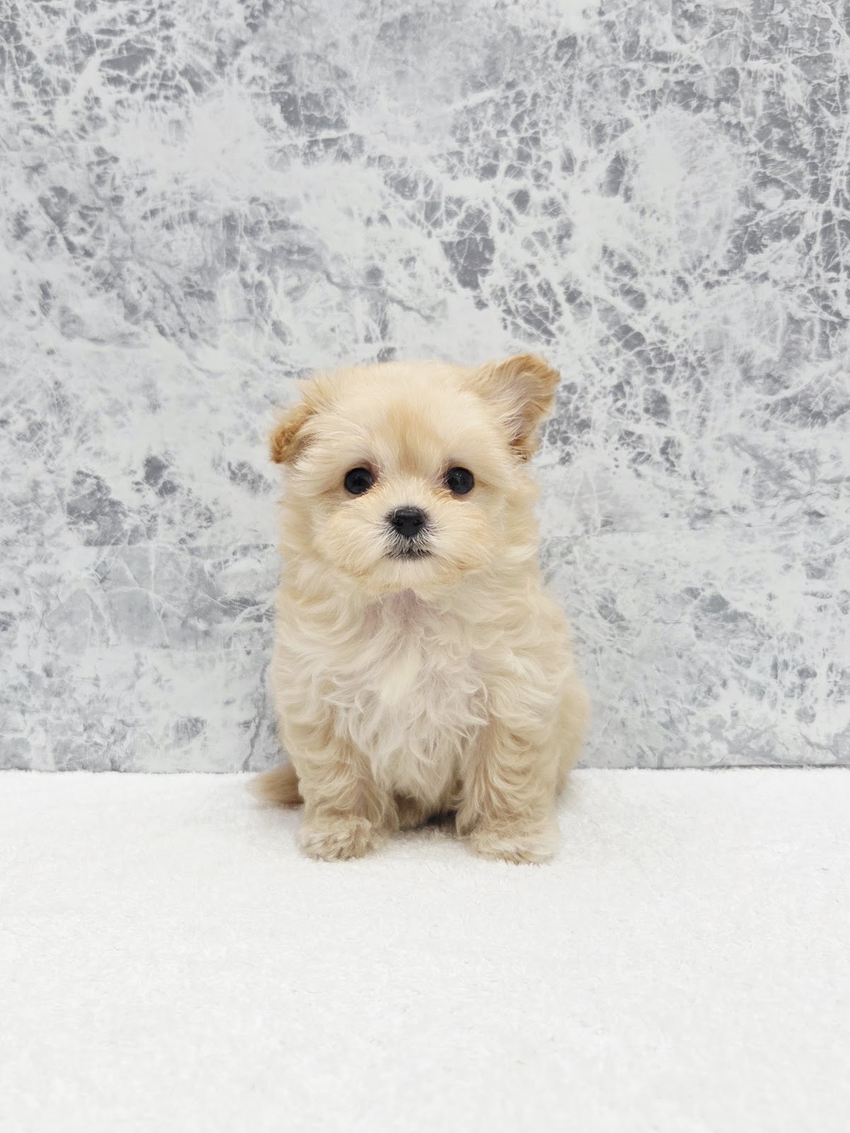 トイプードル×マルチーズの写真