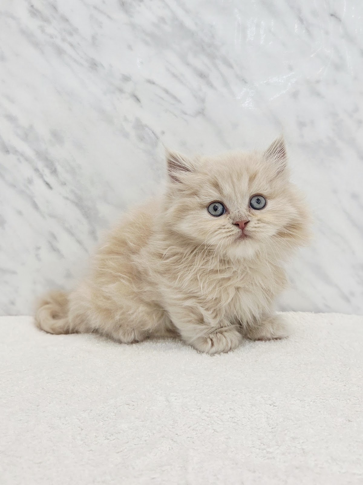 ミヌエットの写真3