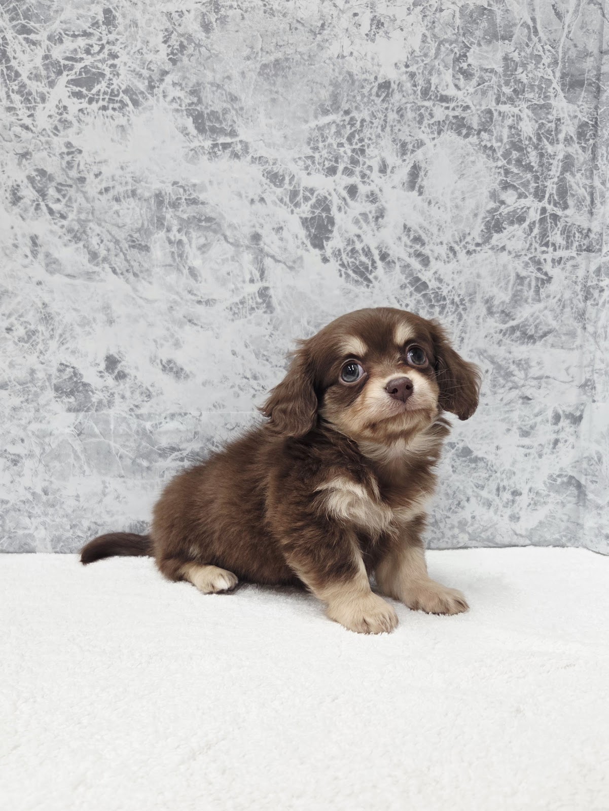 ミニチュアダックスフンド×チワワの写真3