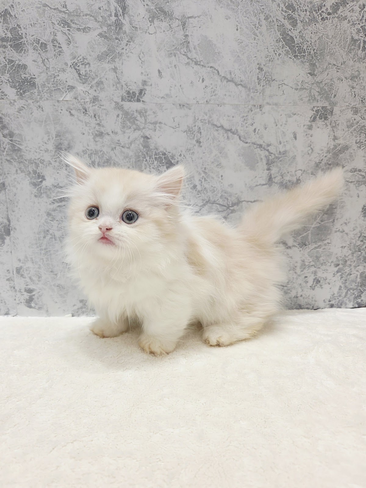 ミヌエットの写真3