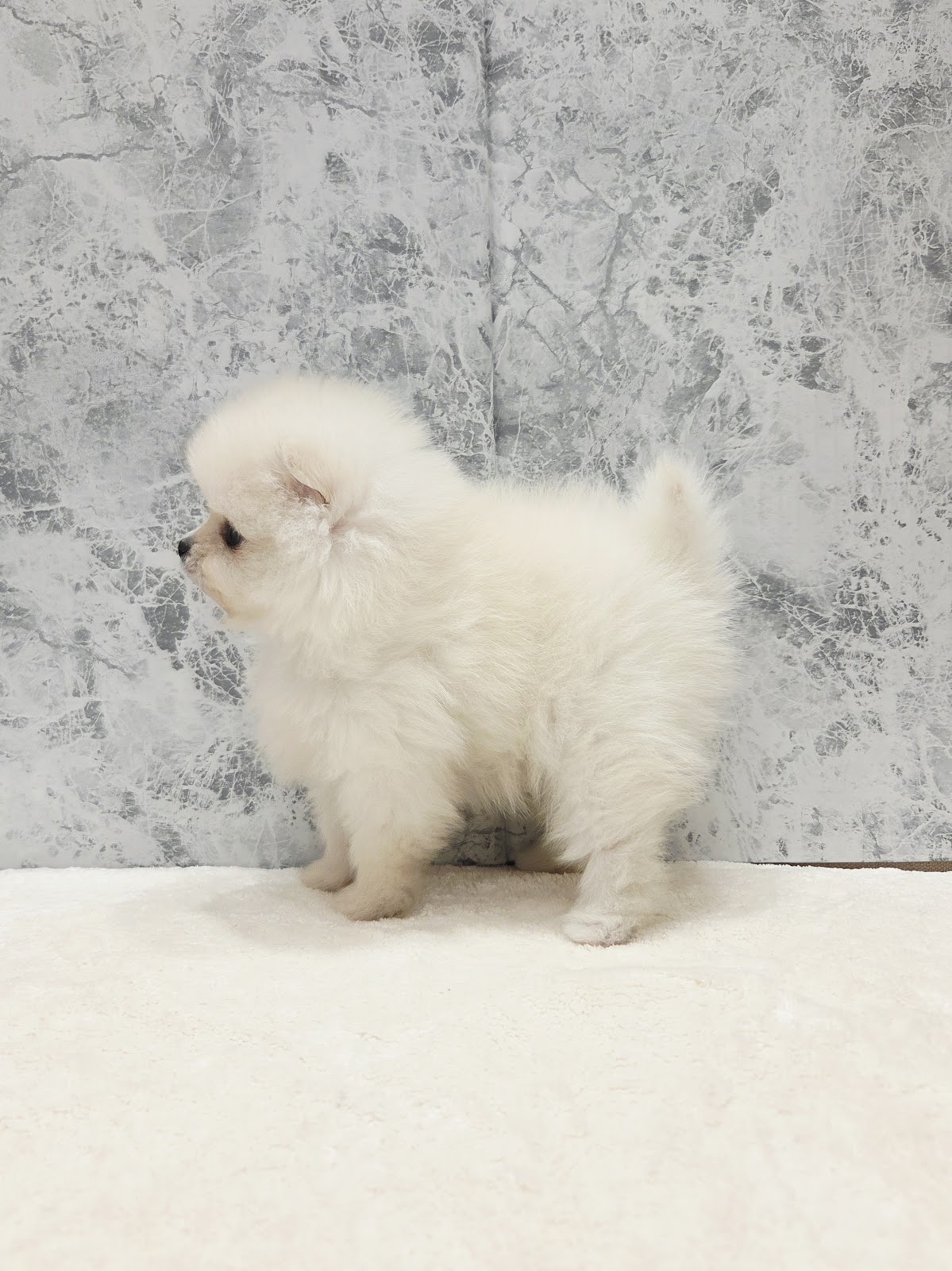 ポメラニアンの写真2