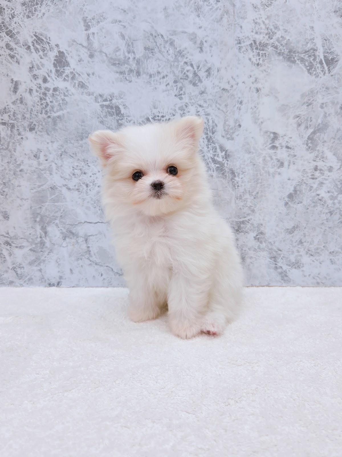 マルチーズ×ポメラニアンの写真3