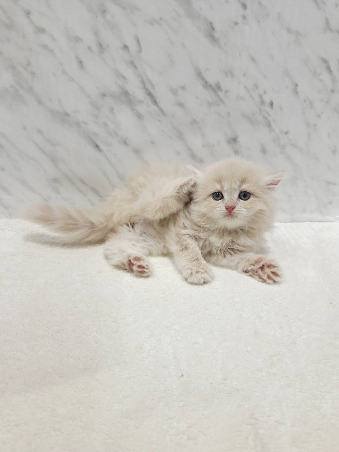 ラガマフィンの写真3