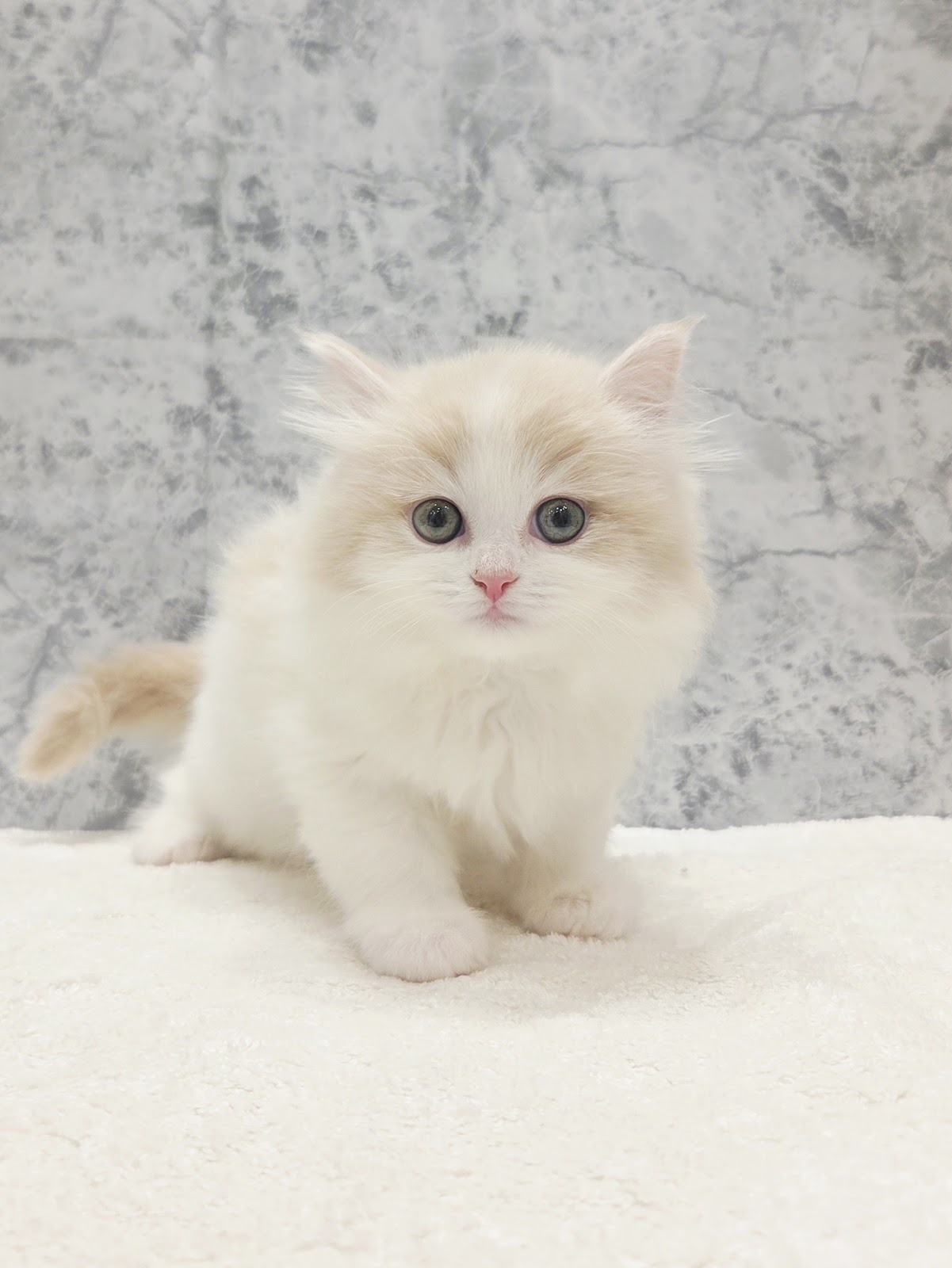 サイベリアンの写真