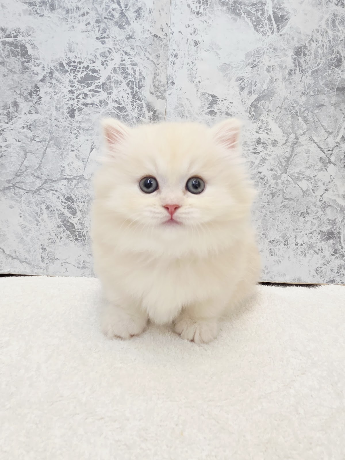 ミヌエットの写真