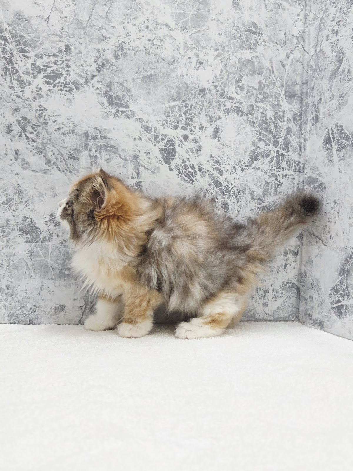 サイベリアンの写真2