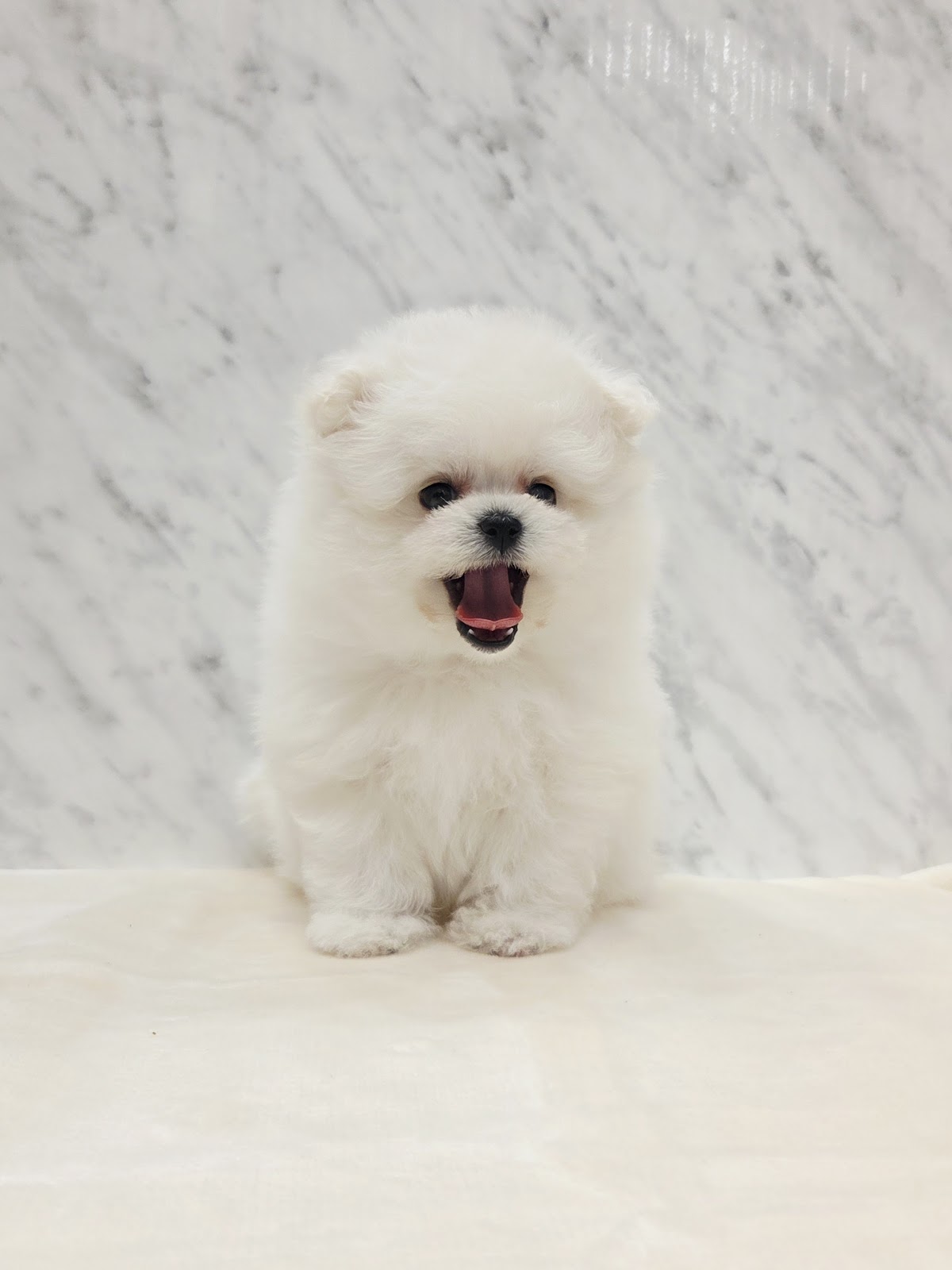 ビションフリーゼ×ポメラニアンの写真3