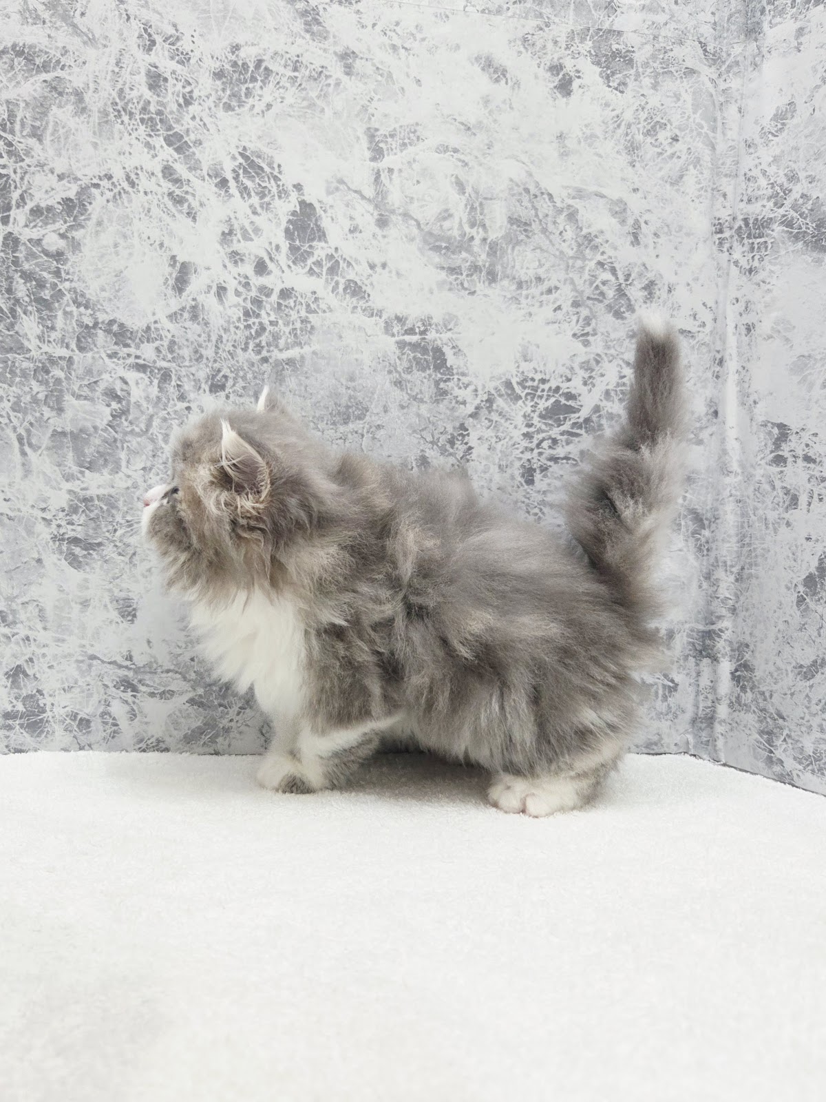 サイベリアンの写真2