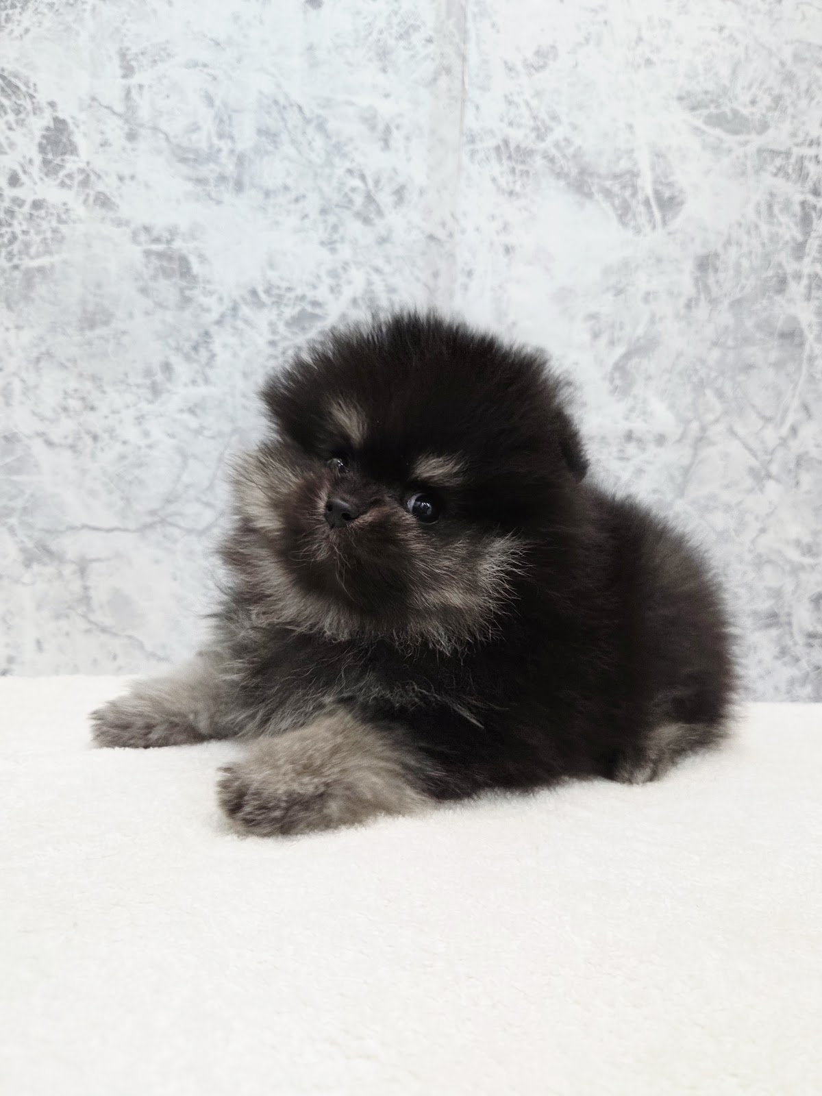 ポメラニアンの写真3