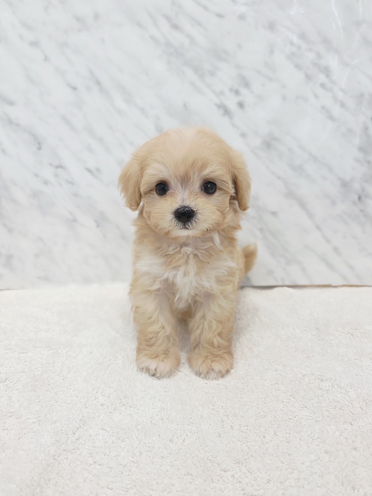 トイプードル×マルチーズ