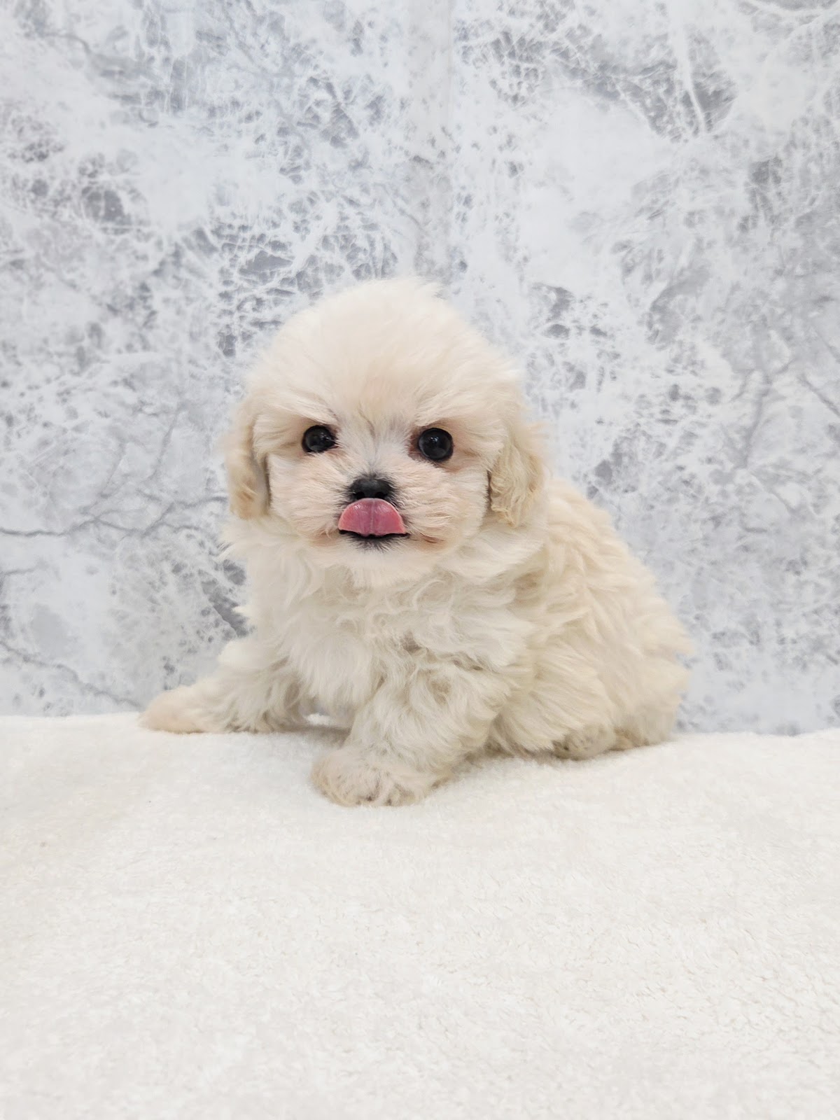 トイプードル×マルチーズの写真3