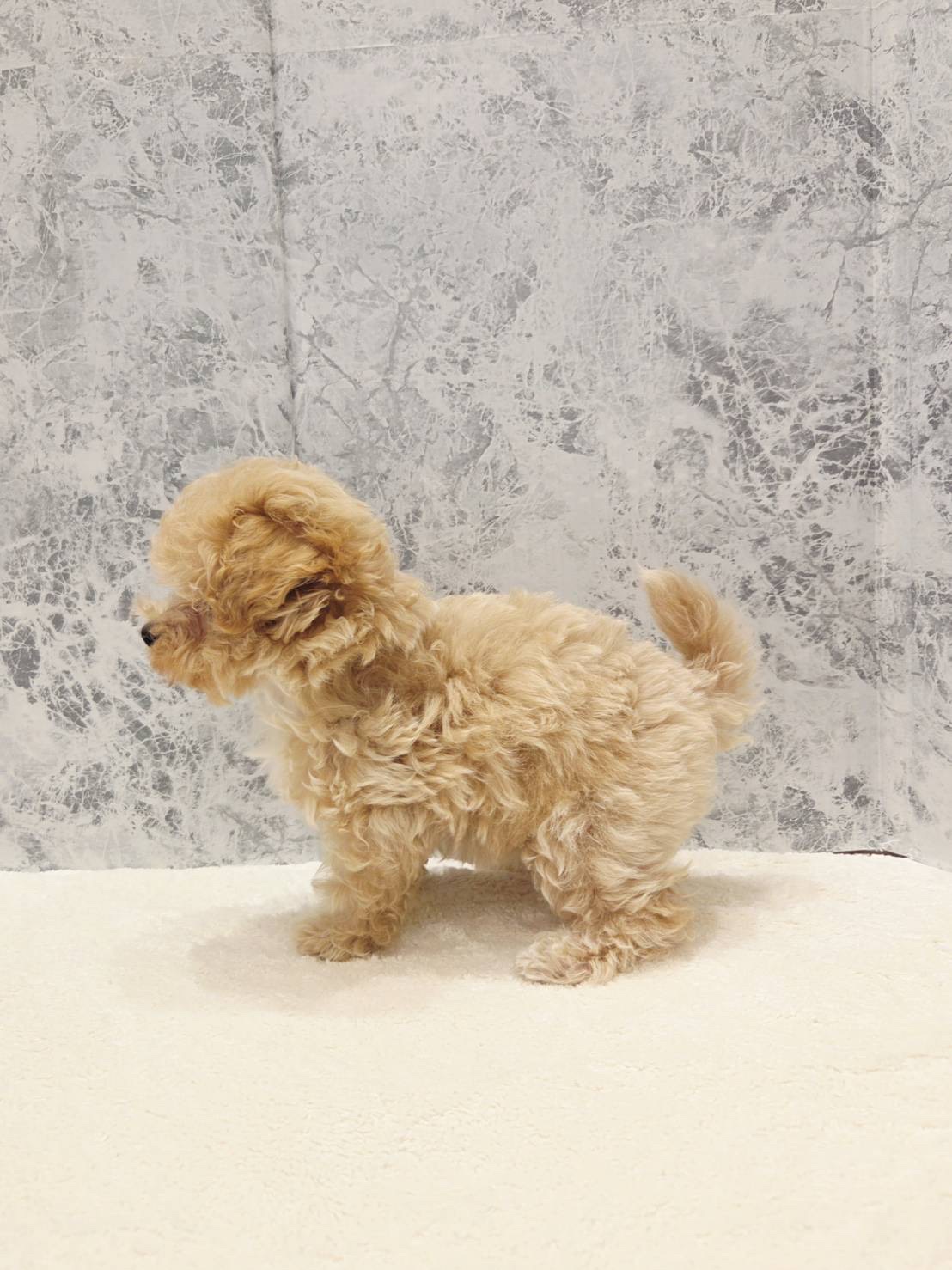 トイプードル×マルチーズの写真2