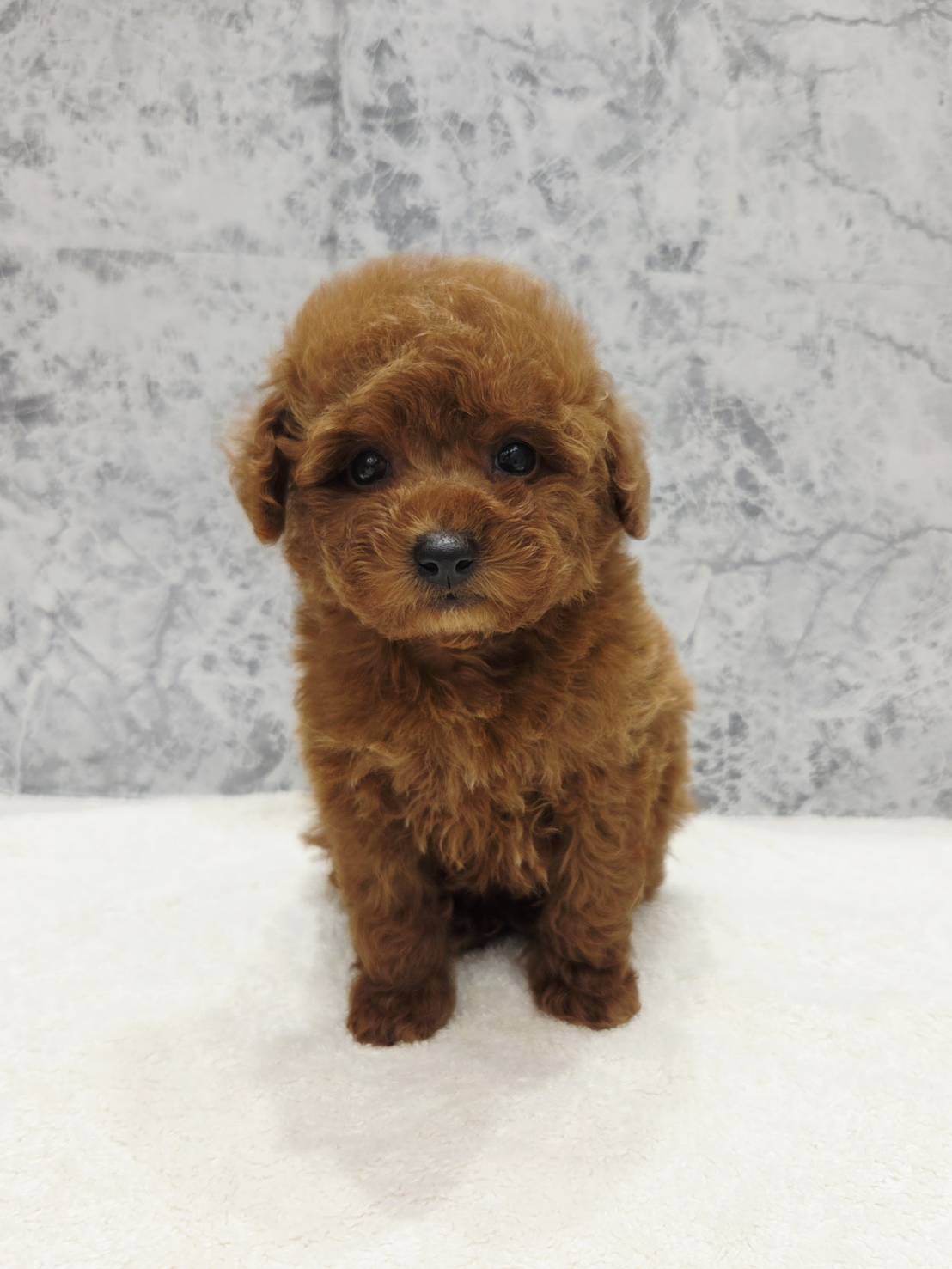 トイプードルの写真