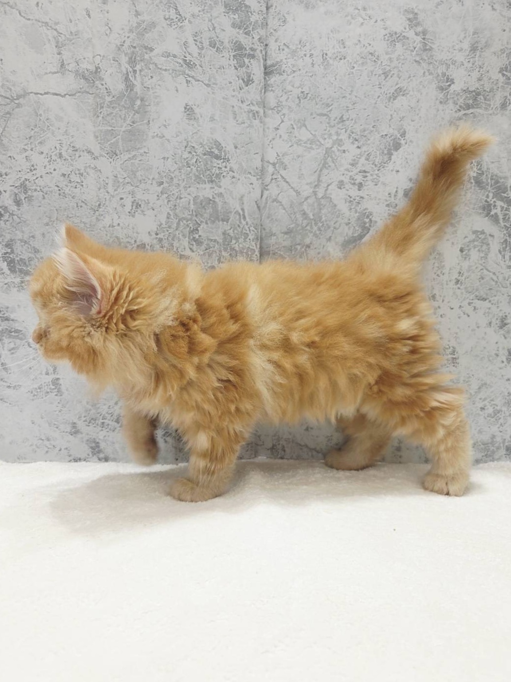 サイベリアンの写真2