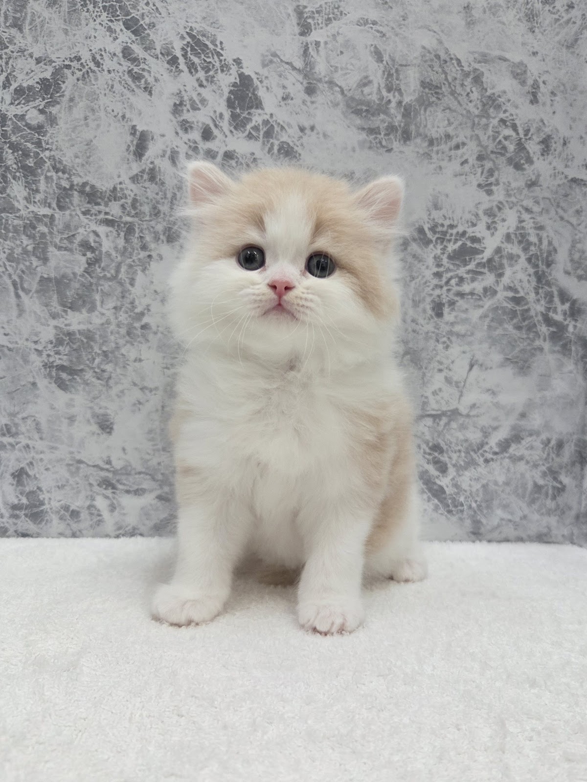 ラガマフィンの写真