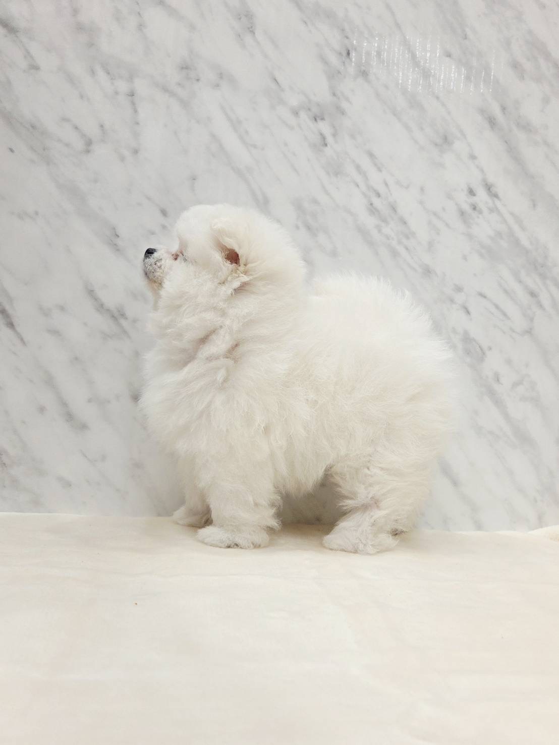 ビションフリーゼ×ポメラニアンの写真2