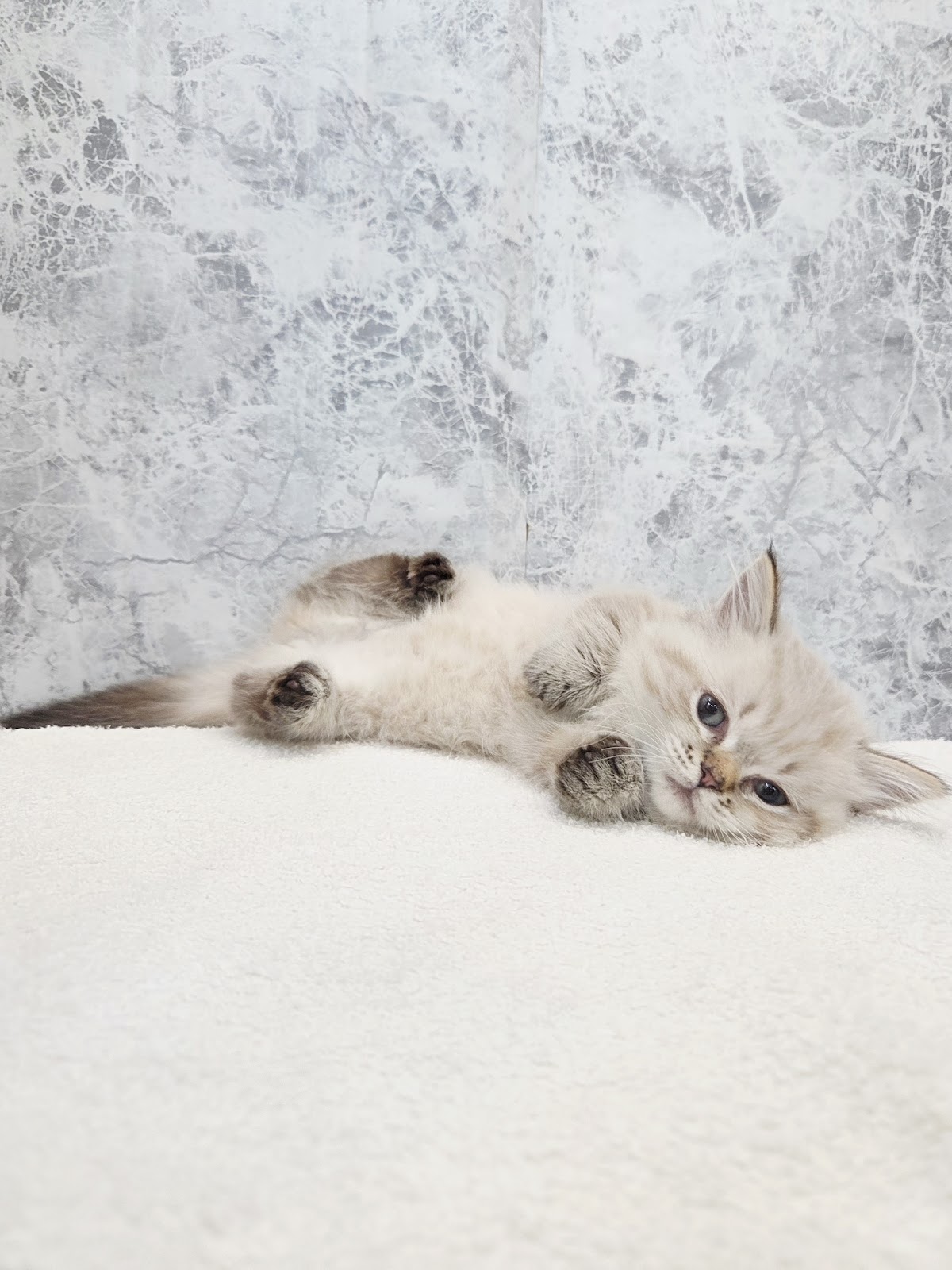 マンチカンの写真3